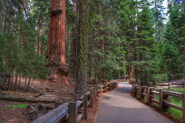 Wandeling Sequoia Park